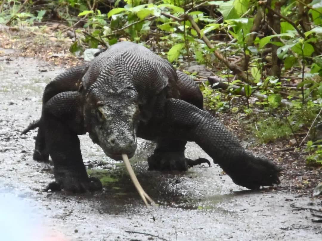 Jak bezpiecznie spotkać smoki na wyspie Komodo? Rady odważnych