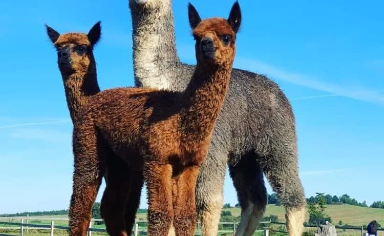 Alpaki w Opolu: gdzie je zobaczyć? Top 5 miejsc na spotkanie