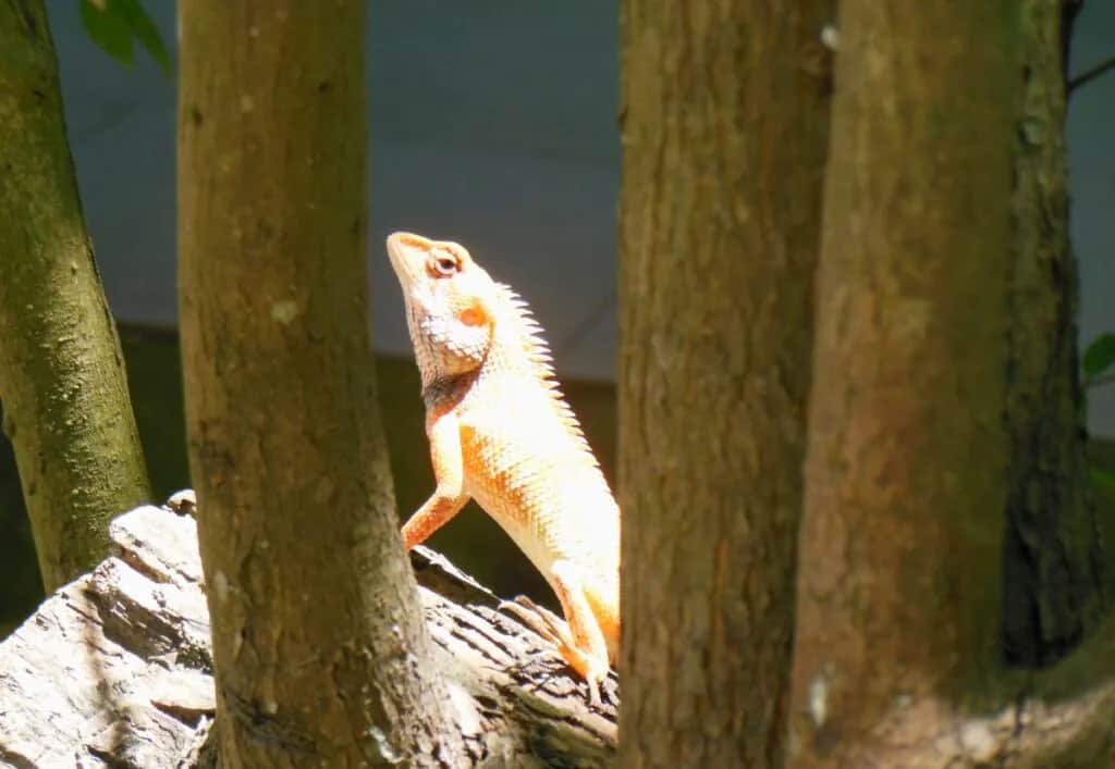 Dzika dżungla Tajlandii: zwierzęta i mieszkańcy