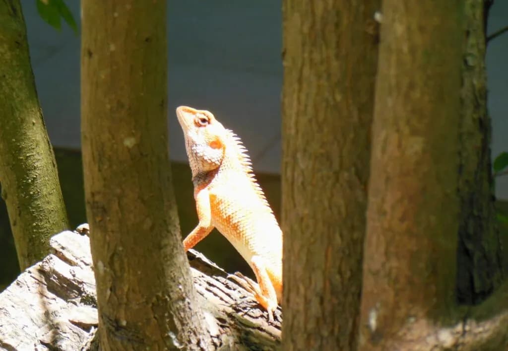 Dzika dżungla Tajlandii: zwierzęta i mieszkańcy