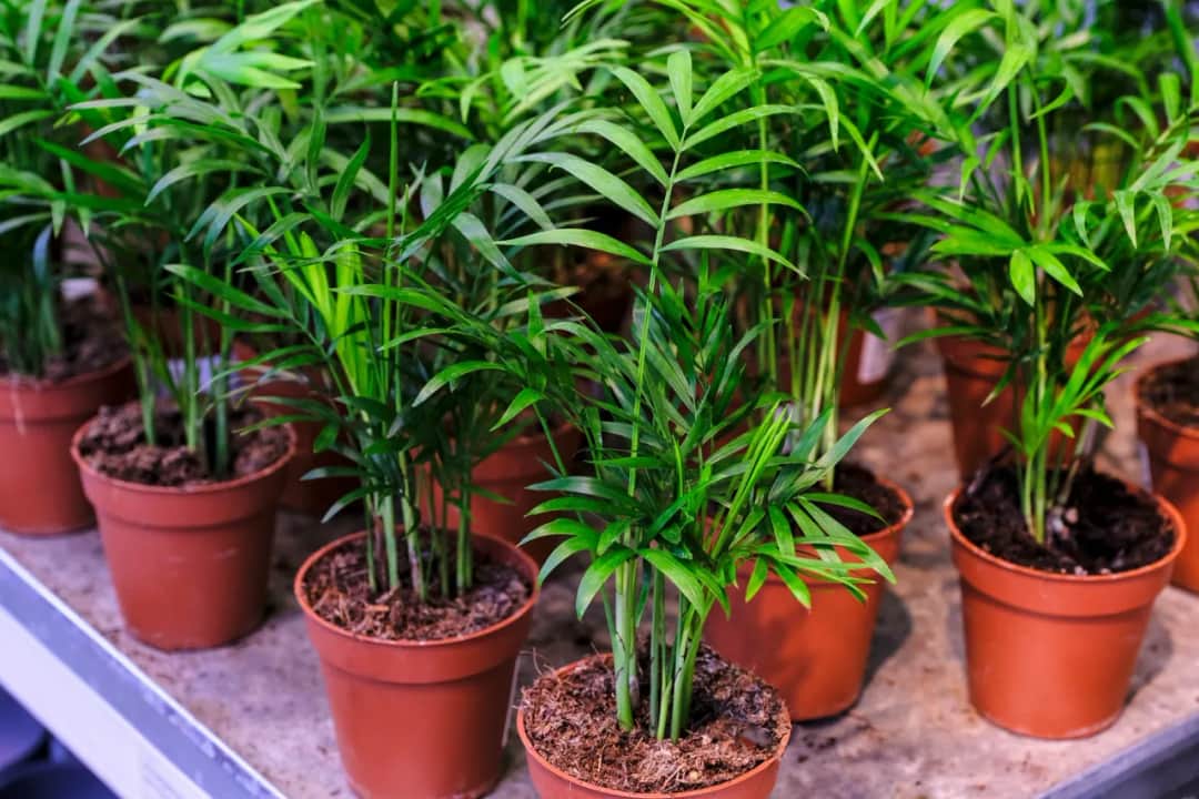 Jak palma malajska może odmienić wygląd Twojego ogrodu? Triki!