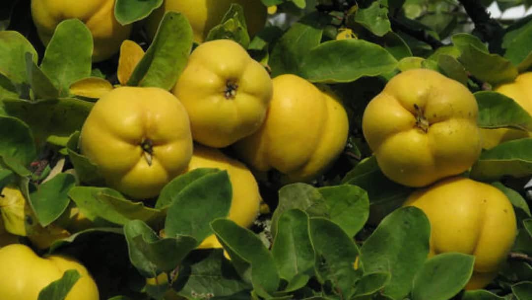 Czy Ty odważysz się spróbować owocu podobnego do jabłka z Azji?