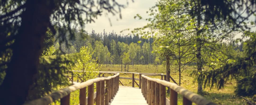 Czy torfowisko pod Zieleńcem to najdziwniejszy cud natury w Polsce?