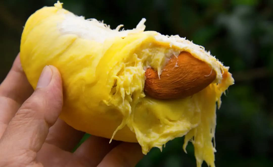 Jak smakuje durian i dlaczego ten owoc tak mocno dzieli smakoszy?