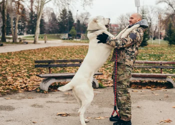 Azjatycki pies: poznaj charakter i pielęgnację owczarka środkowoazjatyckiego