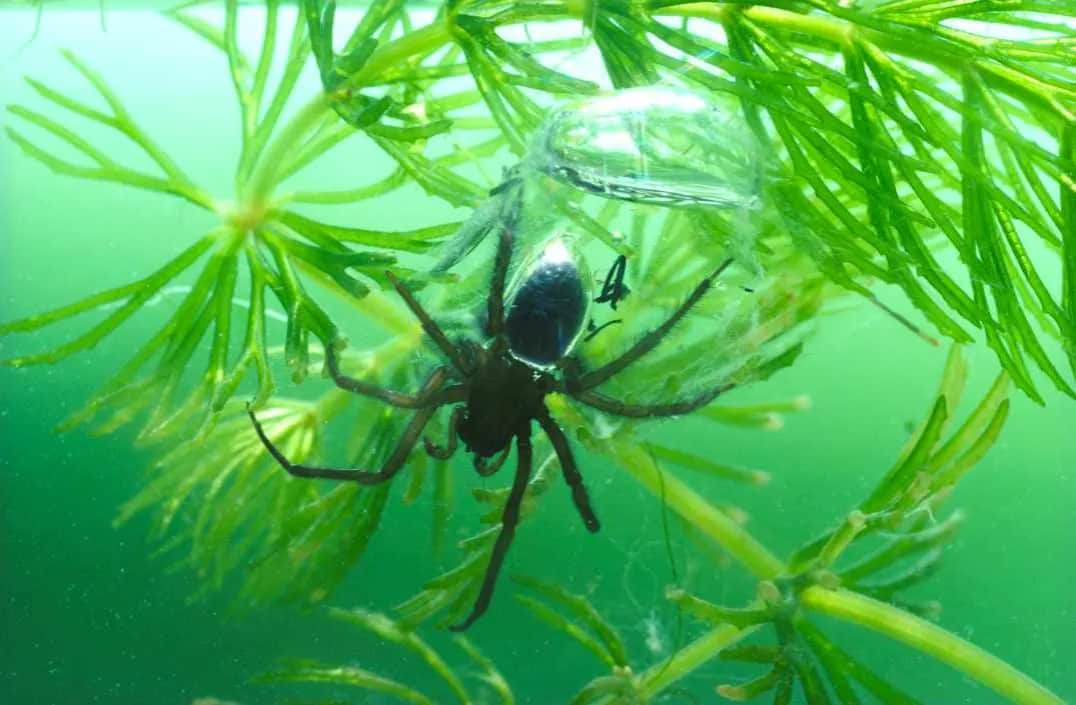 Wiesz, że te obrzydliwe pająki istnieją naprawdę i mogą przerażać?